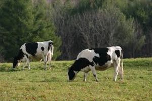 Dairy dominates in food and beverage industry consolidation